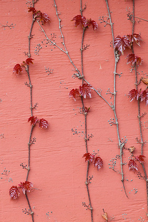 Ivy