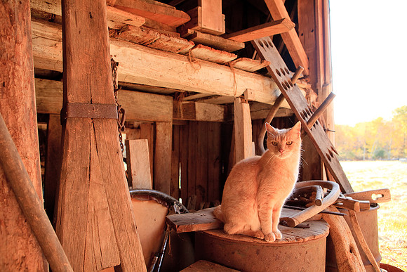 Frank the Cat