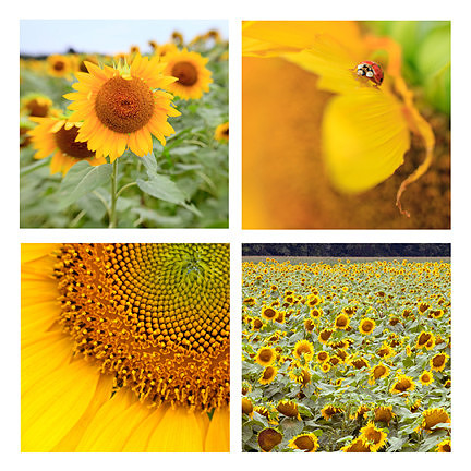 Coaster Set Sunflowers