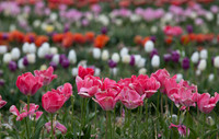 Tulips