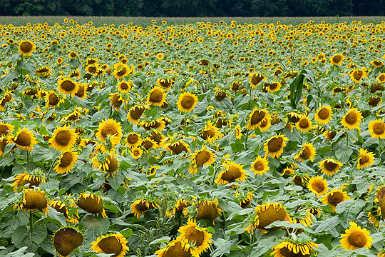 Sunflower Field