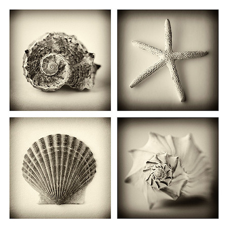 Coaster Set Shells