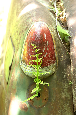 Hudson Fern