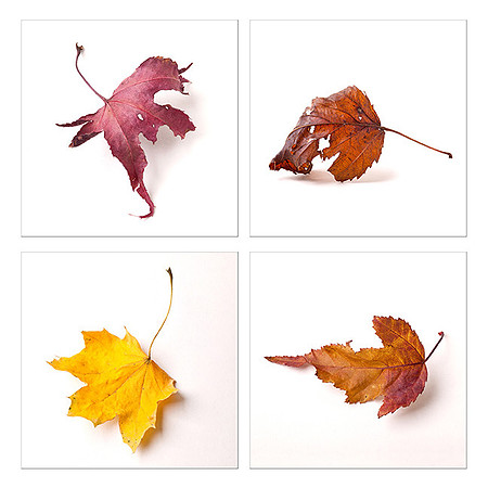 Coaster Set Fall