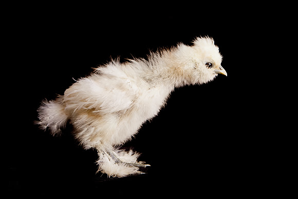 Snowball