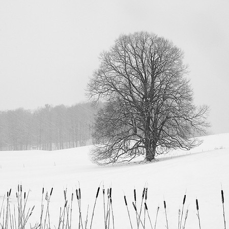 Vermont Winter