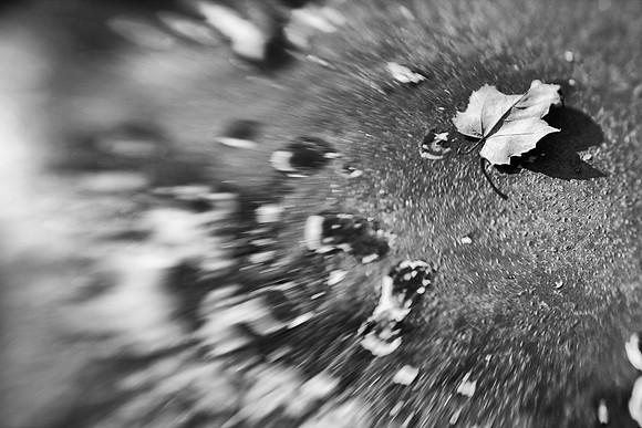 Lensbaby Leaf