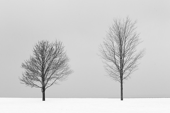 Two Trees