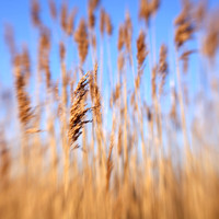 Lensbaby Grass