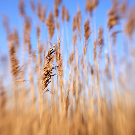 Lensbaby Grass