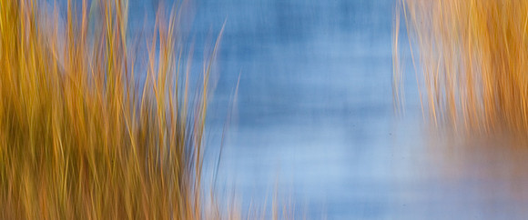 Mystic Marsh