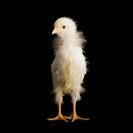 Henrietta