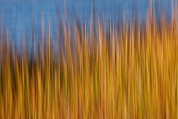 Sea Grass