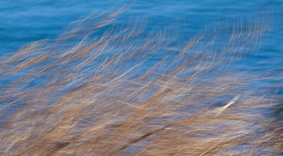 Blowing In the Wind
